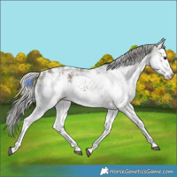 Horse Color:White Spotted Silver Bay Sabino Rabicano 