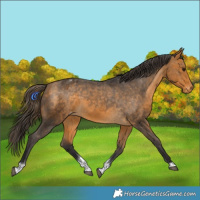 Horse Color:Buckskin Tobiano Blanket 