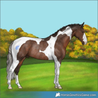 Horse Color:Liver Chestnut Tobiano Rabicano