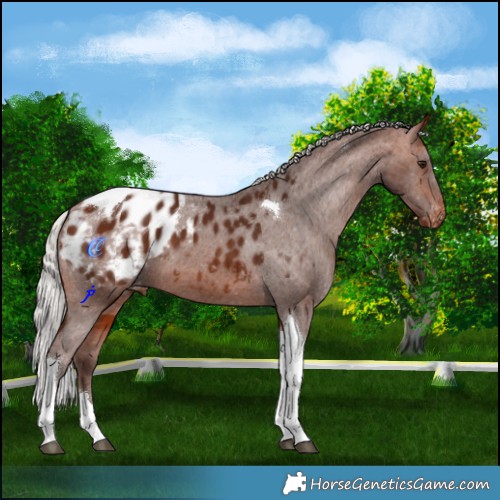 Horse Color:Silver Bay Tobiano Appaloosa 