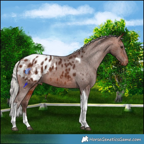 Horse Color:Silver Bay Tobiano Appaloosa 