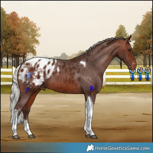 Horse Color:Silver Bay Tobiano Blanket 