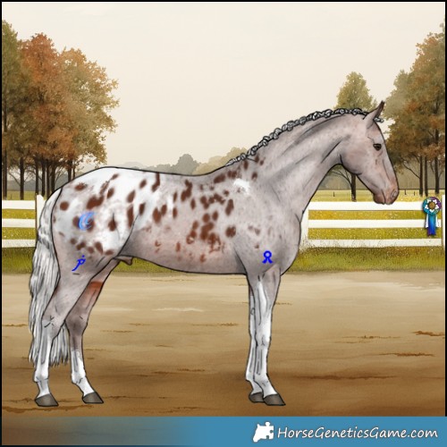 Horse Color:Silver Bay Tobiano Appaloosa 