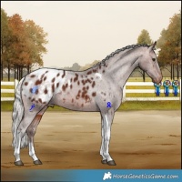 Horse Color:Silver Bay Tobiano Blanket 