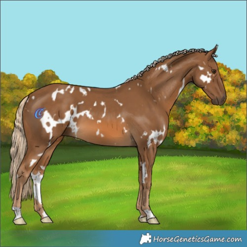 Horse Color:White Spotted Chocolate Palomino 