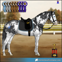Horse Color:White Spotted Black Splash 