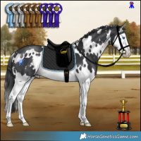 Horse Color:White Spotted Black Splash