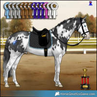 Horse Color:White Spotted Black Splash
