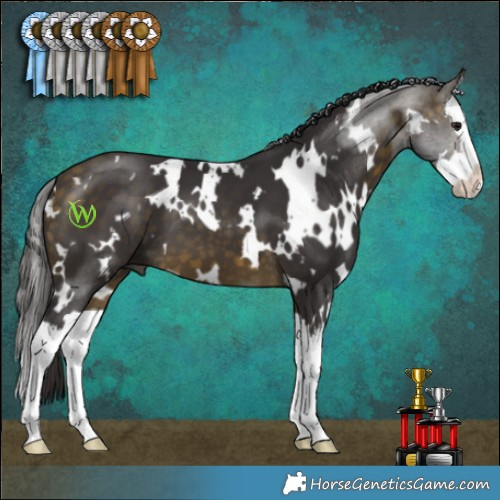 Horse Color:White Spotted Buckskin Splash 
