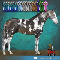 Horse Color:White Spotted Buckskin Splash 