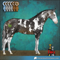 Horse Color:White Spotted Buckskin Splash 
