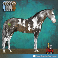 Horse Color:White Spotted Buckskin Splash 