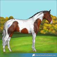 Horse Color:Bay Tobiano 