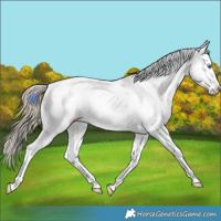 Horse Color:Liver Chestnut Sabino Splash