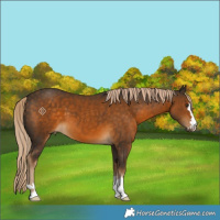 Horse Color:Chocolate Palomino 