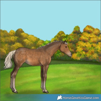 Horse Color:Chocolate Palomino 