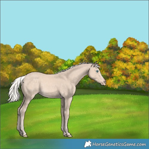 Horse Color:Cremello 