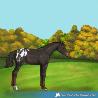 Horse Color:Liver Chestnut Blanket 