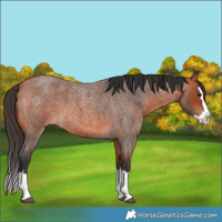 Horse Color:Unknown 