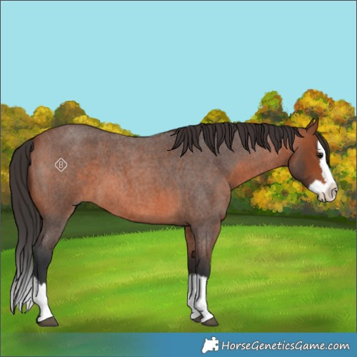 Horse Color:Unknown 