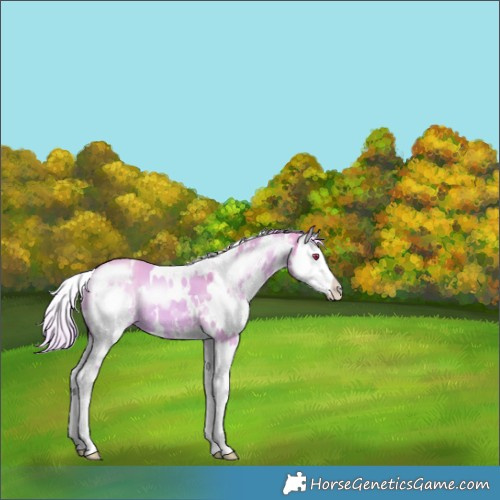 Horse Color:Watercolor White Spotted Liver Chestnut Chinchilla Sabino Splash 