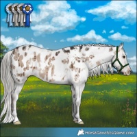 Horse Color:White Spotted Liver Red Dun Mushroom Appaloosa Brindle 