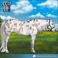 Horse Color:White Spotted Liver Red Dun Mushroom Appaloosa Brindle 