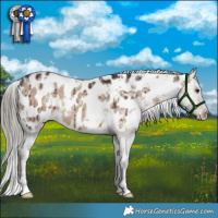 Horse Color:White Spotted Liver Red Dun Mushroom Appaloosa Brindle