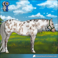 Horse Color:White Spotted Liver Red Dun Mushroom Appaloosa Brindle 