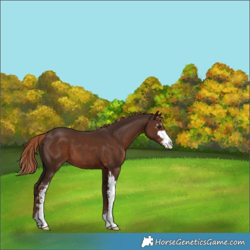 Horse Color:Liver Chestnut Sabino 