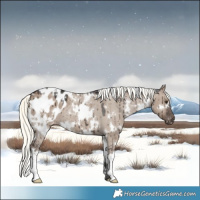 Horse Color:White Spotted Liver Red Dun Mushroom Appaloosa Brindle 