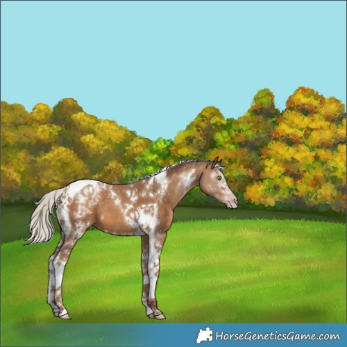 Horse Color:Gray White Spotted Silver Classic Champagne Tobiano 