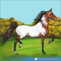 Horse Color:Bay Appaloosa