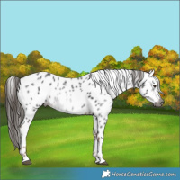 Horse Color:Gray Liver Chestnut Leopard