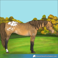 Horse Color:Buckskin Appaloosa