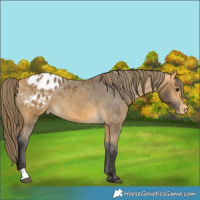 Horse Color:Buckskin Blanket 