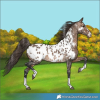 Horse Color:Brown Dun Near Leopard