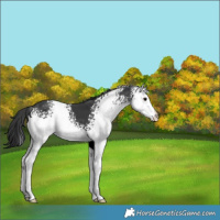 Horse Color:White Spotted Black 