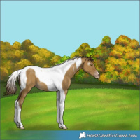 Horse Color:Gray Classic Cream Champagne Dun Tobiano Appaloosa