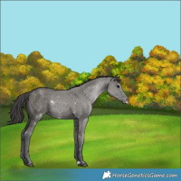 Horse Color:Grullo Appaloosa
