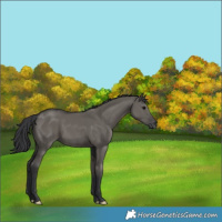 Horse Color:Grullo