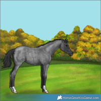 Horse Color:Blue Roan 