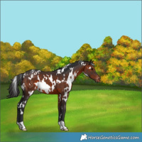 Horse Color:White Spotted Brown Appaloosa