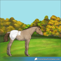 Horse Color:Classic Cream Champagne Roan Appaloosa