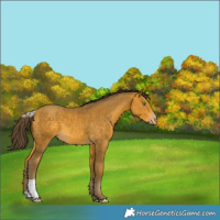 Horse Color:Sable Cream Champagne
