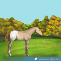 Horse Color:Sable Cream Champagne Dun Appaloosa