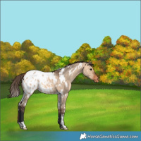 Horse Color:White Spotted Bay Dun Appaloosa 