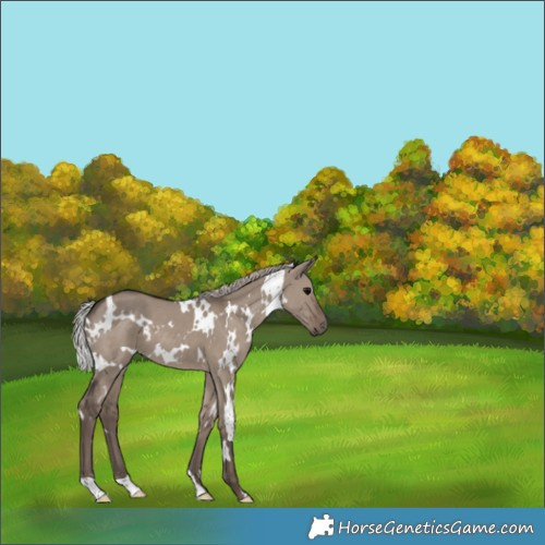 Horse Color:White Spotted Silver Grullo 