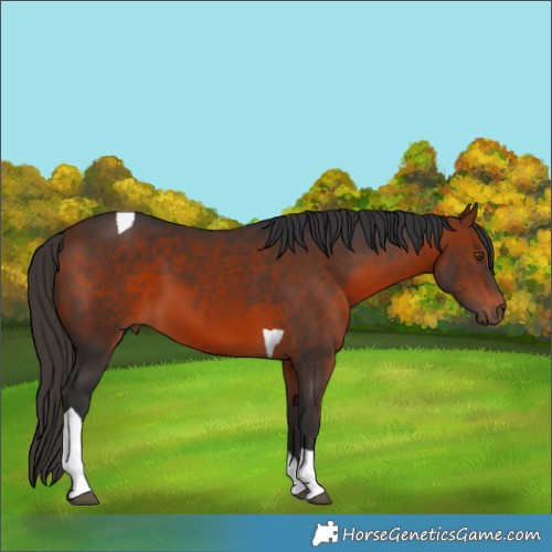 Horse Color:Bay Tobiano 