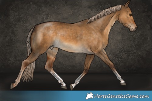 Horse Color:Chocolate Palomino Dun Sabino 